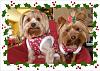 Happy holidays!!!-cinnamon-lily-2008.jpg