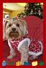 Happy holidays!!!-cinnamon-2008.jpg