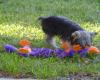 Rebel and the duck attack!-new-003.jpg