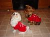 Diddy and Posh - ready for snow-dsc08316.jpg