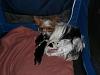 White Yorkie Puppy-snow-litter-small.jpg