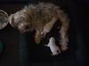 White Yorkie Puppy-1219081028.jpg