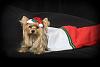 From Our Family to All of Yours-yorkie_santa-8652-500.jpg