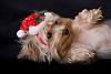 Happy Holidays from the TX Yorkie Gang!-teddysanta400.jpg