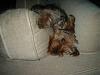 Twinkle wedged in an armchair!-008.jpg