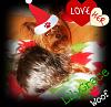 Season's Greetings from Mojo & LilyGrace-lilygracefacebook.jpg