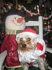 Sam AKA Santa Paws....-img_4482-small-.jpg