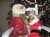 Sam AKA Santa Paws....-img_4479-small-.jpg
