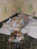 Nobody puts Sammi in the corner...-sammi-sleeping-4.jpg