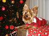 Bengi is waiting for Santa...-dsc02575re.jpg