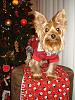 Bengi is waiting for Santa...-dsc02577re.jpg
