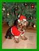 Merry Christmas - From Tink!-christmas-tink-small.jpg