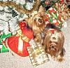 Merry Christmas From Lacy & Rylie-red-gold.jpg