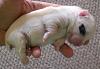 White Yorkie Puppy-cimg1076.jpg