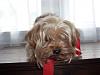 Hope Santa brought you lots of treats and toys!-punkin_xmas-2008_3jpg.jpg