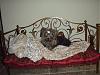 Fancy Bed For The Girls. . .Well, Really For My Living Room-glorys-bed.jpg