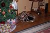 Lola 1st xmas-xmas-2008-005.jpg