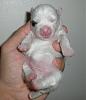 White Yorkie Puppy-cimg1133a.jpg