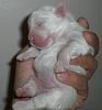 White Yorkie Puppy-cimg1134b.jpg