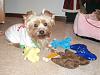 Lucky, Toby, & Halle's Christmas Fun!-12-25-lucky-some-christmas-gifts.jpg