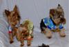 It's a Yorkie Holiday in Waco!-pj-party-1.jpg