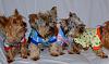 It's a Yorkie Holiday in Waco!-pj-party-2.jpg