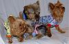 It's a Yorkie Holiday in Waco!-pj-party-3.jpg