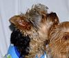 It's a Yorkie Holiday in Waco!-pj-party-4.jpg