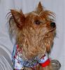 It's a Yorkie Holiday in Waco!-pj-tbone-1.jpg