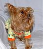 It's a Yorkie Holiday in Waco!-pj-tina-1.jpg