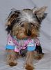 It's a Yorkie Holiday in Waco!-pj-kandi-1.jpg