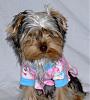 It's a Yorkie Holiday in Waco!-pj-kandi-2.jpg