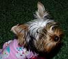 It's a Yorkie Holiday in Waco!-pj-kandi-3.jpg