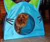 Diddy in his tent.-dsc08332.jpg