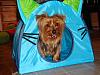 Diddy in his tent.-dsc08338.jpg