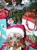 Lestat's First Xmas-100_0870-small.jpg