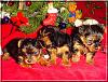 The Chipmunks First Christmas!!-chipmunks-xmas-01.jpg