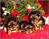 The Chipmunks First Christmas!!-chipmunks-xmas-02.jpg