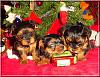 The Chipmunks First Christmas!!-chipmunks-xmas-04.jpg