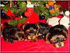 The Chipmunks First Christmas!!-chipmunks-xmas-05.jpg