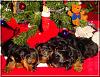 The Chipmunks First Christmas!!-chipmunks-xmas-06.jpg