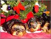 The Chipmunks First Christmas!!-chipmunks-xmas-07.jpg