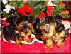 The Chipmunks First Christmas!!-chipmunks-xmas-08.jpg