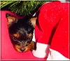 The Chipmunks First Christmas!!-theodore-xmas-01.jpg