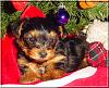 The Chipmunks First Christmas!!-theodore-xmas-02.jpg