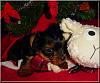 The Chipmunks First Christmas!!-simon-xmas-01.jpg