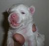 White Yorkie Puppy-cimg1175a.jpg