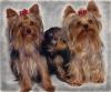 Here is a painting of Cali, Patti's little girl-zaylee-paris-gizmo-painted-.jpg