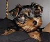 This is Eddie-yorkie-007.jpg