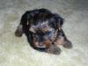 Lily's 1st pictures!!!-lily2-bestpic-.jpg